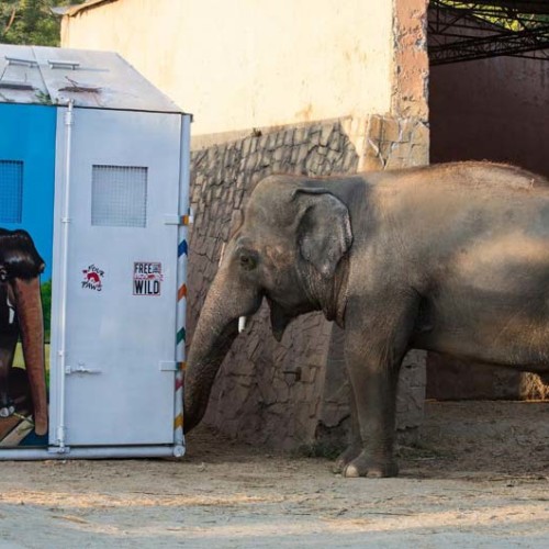 When Graham Saltmarsh met Kaavan… | Licensing Source