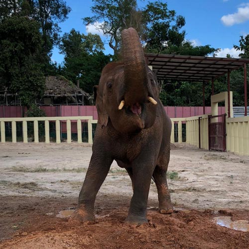 When Graham Saltmarsh Met Kaavan… 